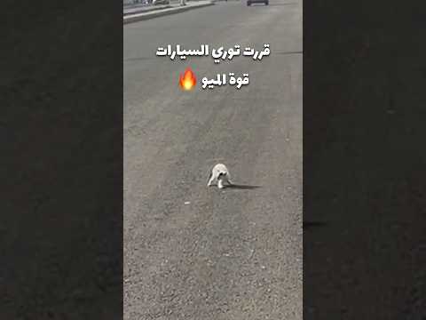 انقذت بسة بقبضة النمر 🍍😾