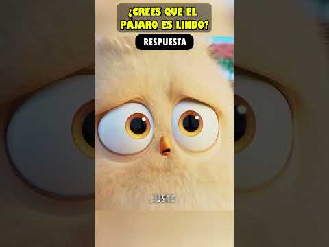El Amigo Pájaro Ha Desaparecido