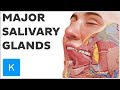 Salivary Glands and Their Functions