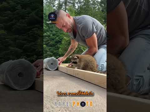 🥺 แรคคูนน้อย 3 ตัวเดินตามชายคนนี้กลับบ้าน ✨