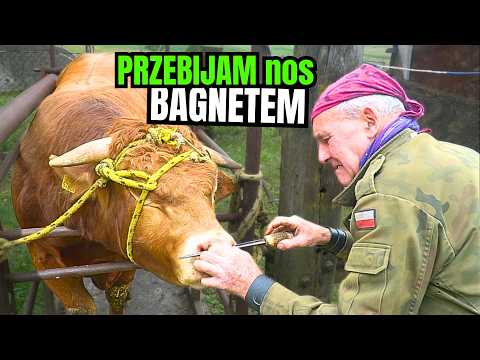PRZEKŁUWAM nos nowemu BYKOWI przy pomocy BAGNETU
