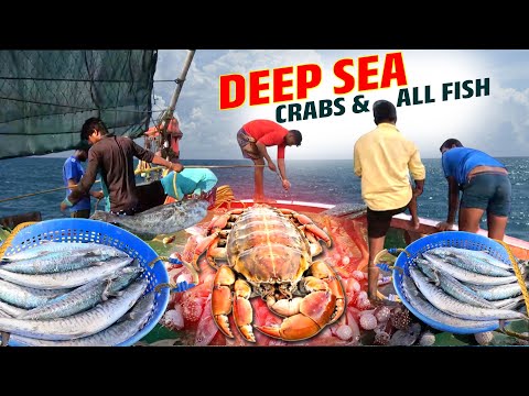 Catch Number Of KING Fish This Way | Mackerel fishes in Deep Sea | Kadal TV