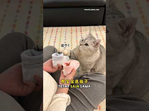 Milo kucing pintar😻pilihan yang tepat🎉 #kucing #kucingmilo