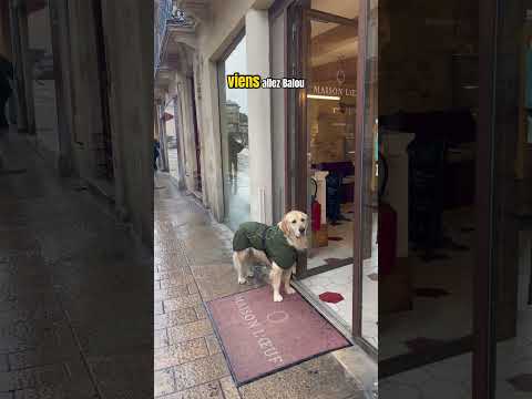 Sandwich lover #dogshorts #hungrydog #funnydogvideos #dogfood #goldenretriever