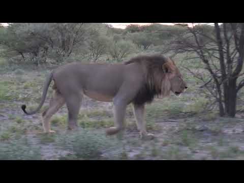 lion king spanish song #animales