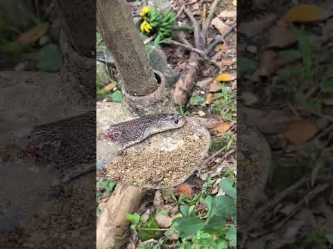 😱Aggressive Cobra Snake Reactions. Sad Movement 😢#snake #snakehead #shorts #youtubeshorts #youtube