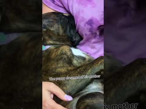 What did the dog dream about?😆🐕