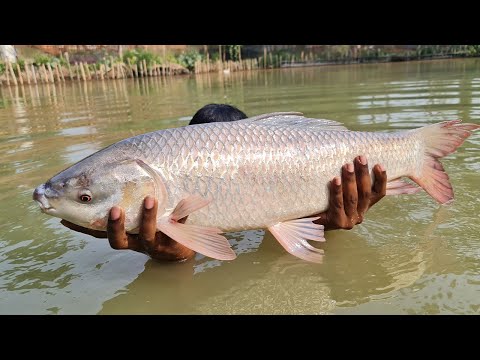 Cast Net Fishing | Net Fishing | Best Net Fishing Video #fish_video #fishing #fish #bigfish