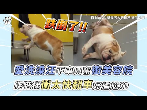 【愛洗澡汪下車興奮衝美容院 爬階梯衝太快翻車好尷尬XD】｜FB / Muscle 媽叟老大的日常