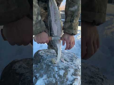 Как почистить щуку за минуту, зимой на морозе. Якутский нож
