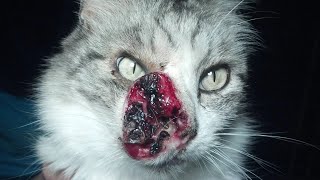Gigantic Botfly Maggot Extracted From Small Kitten #937