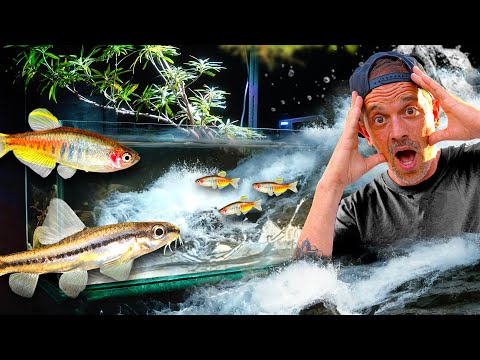 J’AI MIS UNE RIVIÈRE DANS MON SALON ! (ET LES POISSONS ONT VALIDÉ)