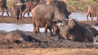 A large herd of Buffalo gather and mud wallow at Sable Dam in Kruger National Park, South Africa