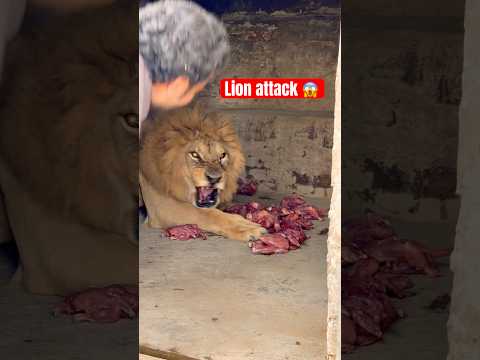 Hungry lion attack 😱😡 #tigerspotted #wildcats #lionnation #bigcats #largecats #wildliferescue 😡
