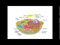 Biological Taxonomy and Diversity Concepts