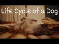Understanding Dog Development Stages