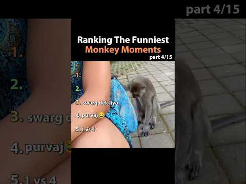 Ranking The Funniest Monkey Moments #shorts #ytshorts #viral #trending #funny