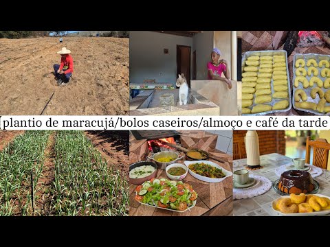 Visitando as lavouras do meu irmão e tia Laura/ bolo de polvilho pra congelar/almoço e café da tarde