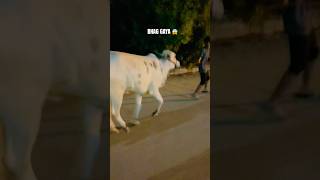 JANWAR BHAG GAYA 😱 #cow #fyp #viral #shorts #cowlover