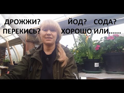 Дрожжи, йод, сода, перекись в саду - мое личное отношение
