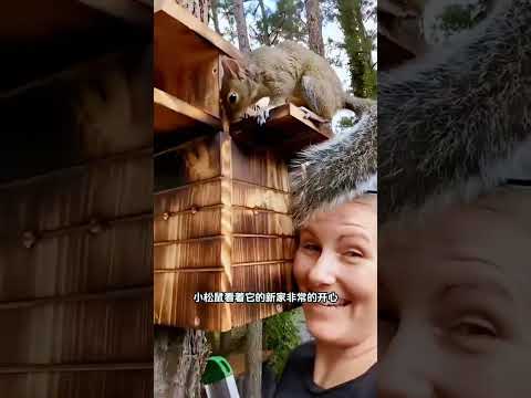 伐木工不小心毁了小松鼠的家,女孩发现后帮它重建家园,没想到带来意外之喜