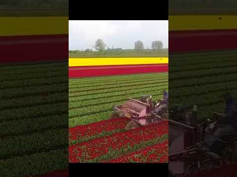 Mengapa para petani bunga ini memotong kelopak bunga nya dan di buang begitu saja.#shortsfeed