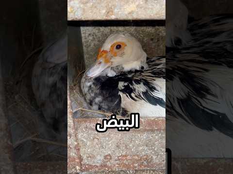 الجزء التاني / هل البيض هيفقص وتطلع بط صغير..! #explore #اكسبلور #نباتات #علوم_الزراعه #birds #بط