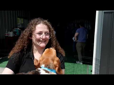 YouTube video thumbnail: 1,500 Beagles Rescued From Life of Biomedical Research