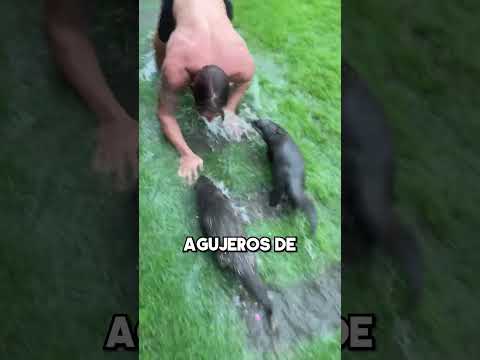 Este Chico Es El Mejor Amigo De Las Ratas 🐀