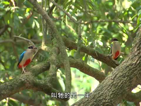 公共電視 我們的島─遇見八色鳥 - YouTube(22分34秒)