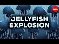 Jellyfish and Sea Turtles: Ocean Dynamics