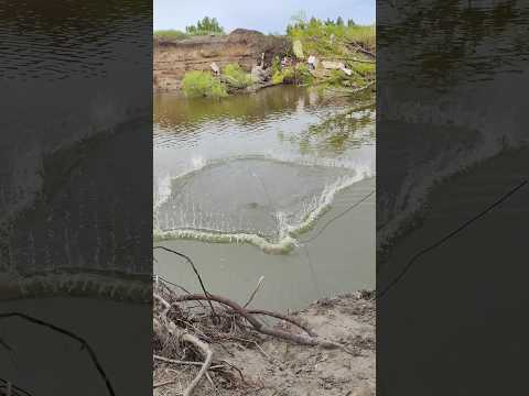 Полная сеть сазанов