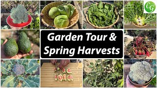 Spring Harvests And Organic Gardening Tips