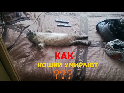 Как ведут себя кошки перед смертью