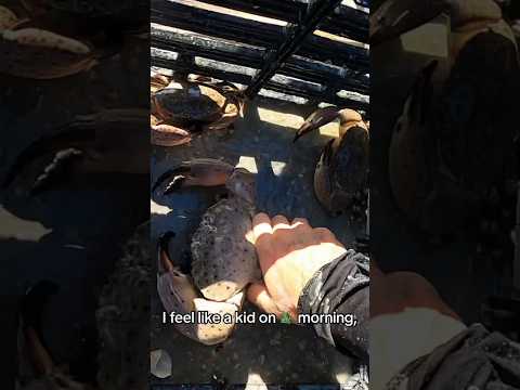 It’s Finally Stone Crab Season! #shorts #fishing #outdoors #trending #animals #explore