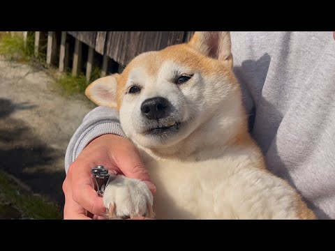 爪切りからは逃れられないと悟った柴犬　“Shiba Inu getting nails trimmed.”