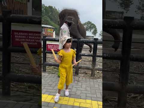 Kasih makan GAJAH ! #shortvideo #fypシ #viral #youtubeshorts #lucu #fyp #trending #zoo #fun #lucu