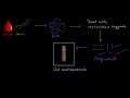DNA Fingerprinting Techniques and Applications