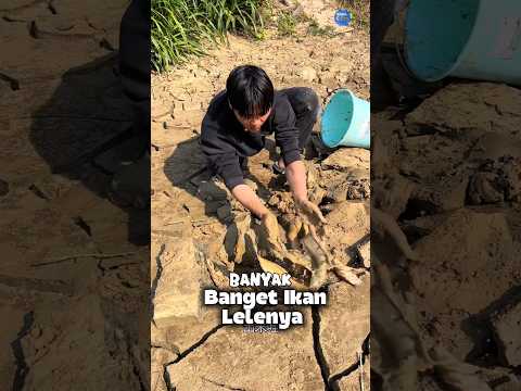 Nemu Lubang di Tambak Kering, Pas Diserok Isinya Lele Semua!