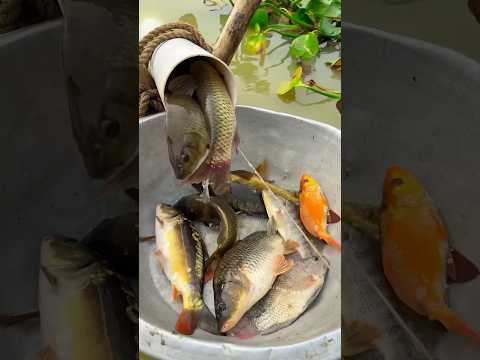 Village fishing by plastic pipe #fishing #fishtrap #shorts