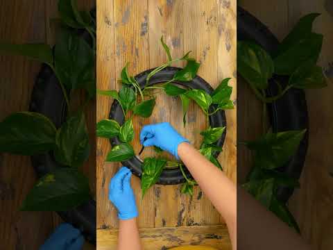 It took me 5 years to learn this gardening secrets but I will teach you in 5 sec