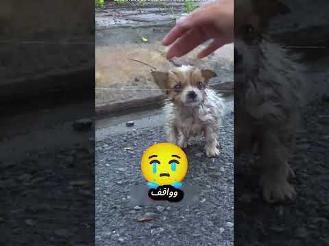الأب ما حبش يكسر قلب بنته… فعمل حاجة لطيفة جدًا!#shorts #funny #reels