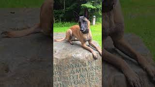 Kommando SITZ PLATZ STEH. Was macht der Hund?