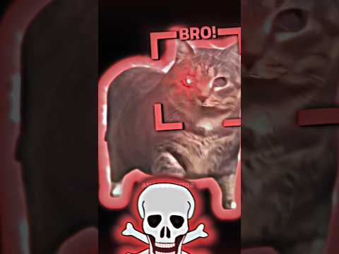 UIA CAT🗿🙂‍↕️🧑‍🍳