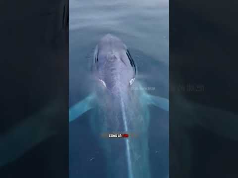 Cá Voi Xanh gã khổng lồ của đại dương 🐋
