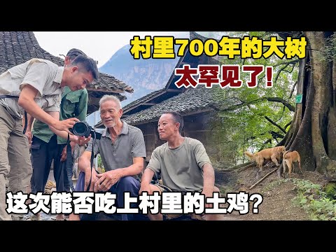 村里的一颗700年大树，这树干粗壮程度颠覆认知，太罕见了！【小白的奇幻旅行】