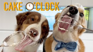 COOKING FOR MOMS - Topi the Corgi