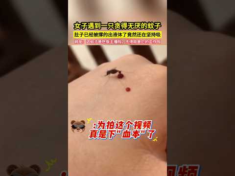 女子遇到一隻貪得無厭的蚊子，肚子已經被撐的出液體了竟然還在堅持吸，網友：這蚊子是吃飯主播嗎，不停吸是它的工作嗎？#shorts
