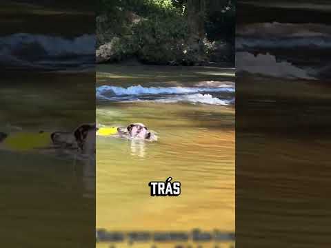 O cachorro que achou que estava perdendo sua família...