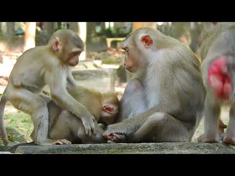 Motherly Love In Monkey Families Is Truly Inspiring